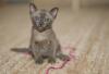 Burma Katze