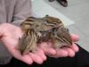 gebe bald nestjunge Streifenhörnchen ab.