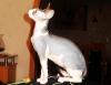 Suche Deckkater Sphynx  kanadische  