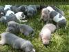  American Pit Bull Terrier
