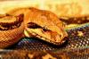 boa constrictor 