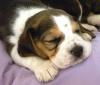 Beagle-Welpen vom seriösen VDH-Züchter