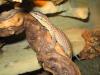 Varanus acanthurus /  Stachelschwanswaran