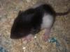 kleine Rattis mit Dumbo- und Standardohren