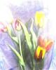 Tapetenbilder einmal anders