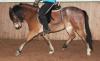 Welsh Ponys zu verkaufen!
