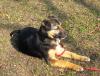 Mischlingswelpe Louie (geb. Dezember 2010) sucht ein Zuhause