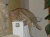 Biete 5 Jahre alte Europäische Kurzhaarkatze