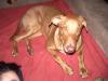 Lieber junghund sucht liebe familie