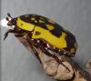 Pachnoda aemula