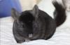 Junge Chinchillas aus Hobbyzucht