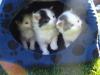 4 Katzenbabys abzugeben,  schwarz-weiß