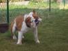 Eng Bulldog Hündin 9 mon schweren Herzens abzugeb
