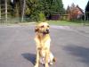 Terrier Mischling drindend