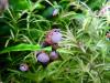 Gestachelte Turmdeckelschnecke (Thiara winteri),  20 Stück/ 5, 00 Euro