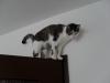 zwei Katzen zu verschenken