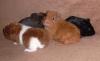 wunderschöne Meerschweinchenbabys suchen neuen Gruppenanschluss