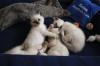 4 Siamkitten,  Thai alter Typ,  wollen ab Juni ausziehen