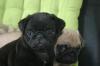 liebenswerte Mops - Welpen