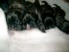 Wir haben 6 Französische Bulldoggen Mix Welpen ab Anfang Juni abzugeben!