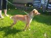 Chiwawa /  Pinscher Mix