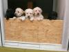 Labrador Welpen