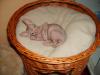 Don - Sphynx