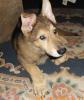 Schäferhund Hundewelpen