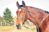 Reitpferd zu verkaufen