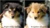 Colliewelpen aus VDH Hobbyzucht