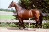 Shagya-Hengst 2010