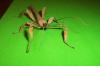 Extatosoma tiaratum Männchen adult