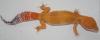 Leopardgecko Farbformen abzugeben