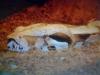 Boa constrictor imperator DNZ 2008
