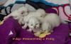 Traumhaft schöne Hl.Birmababys in blue, lilac, point & tabby suchen neuen Platz zu