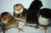Marans Küken schwarz/ kupfer und Araucana Küken wildfarben zu verkaufen! Nach Ges