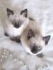 Katzenbabys Siam/ Thai/ Perser Mix