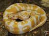 Schlangen DNZ 2010  zu verkaufen Boas,  Pythons und Nattern!!!
