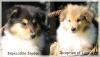 Colliewelpen aus VDH Hobbyzucht