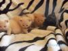 ab mitte Juni suchen 5 BKH Bärchen ein neues Zuhause