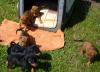  Deutscher Pinscher 