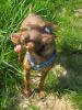 in liebevolle Hände abzugeben: Rehpinscher Chihuahua Mischling