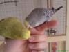 Handzahme,  junge Wellensittiche