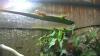 Madagaskar Taggecko abzugeben