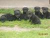 7 süsse schwarzen Labrador Babys zvk mit gratis Lieferung!