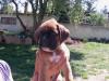 Boxerwelpen 