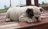 Old Englisch Bulldogge Welpen