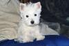 West Highland White Terrier - Welpen mit KfT/ VDH Papiere