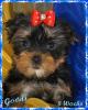 Yorkshire Terrier Welpen zu verkaufen
