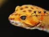 Leopardgeckos,  Zwergwüstengeckos und Kronengeckos abzugeben